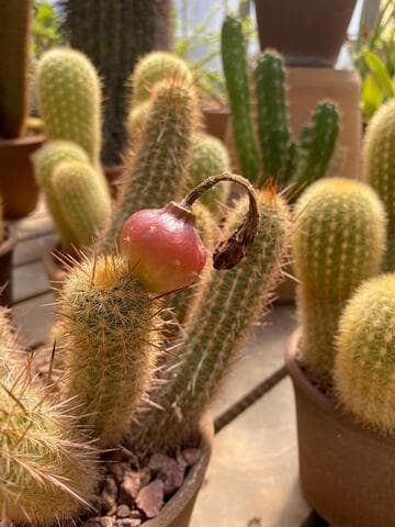 Haageocereus australis