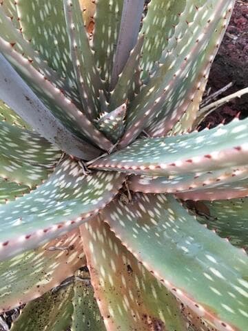 Aloe esculenta