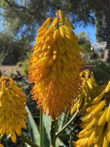 Aloe capitata x A. marlothii