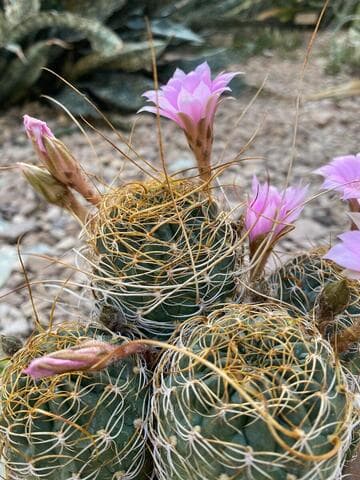 Echinopsis backebergii ssp. wrightiana