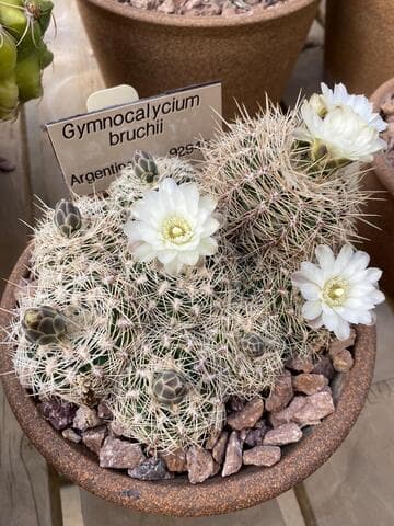 Gymnocalycium bruchii