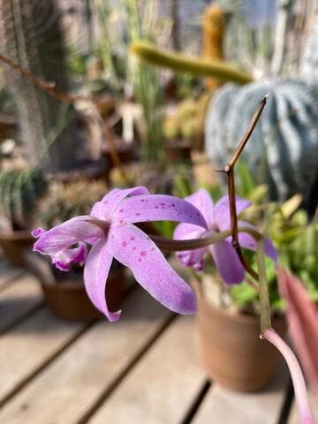 Cattleya caulescens