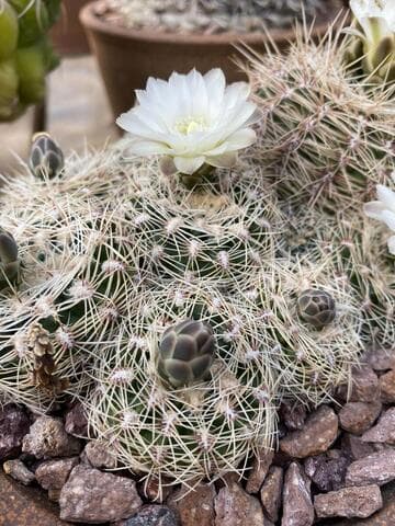 Gymnocalycium bruchii
