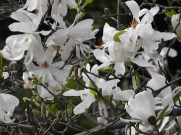 Magnolia stellata 'Kikuzaki'