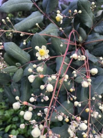 Mahonia lanceolata