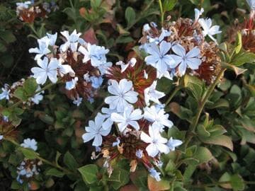 Ceratostigma abyssinicum