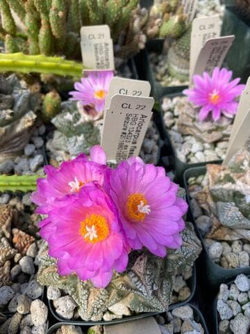 Ariocarpus fissuratus