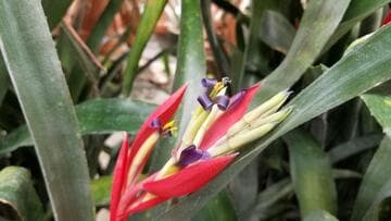 Billbergia 'The Artist'