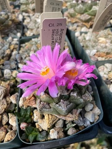 Ariocarpus fissuratus