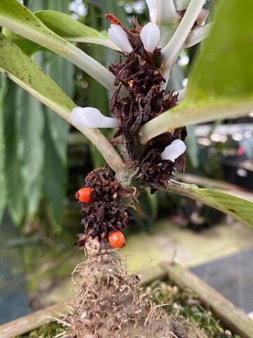 Anthorrhiza bracteosa