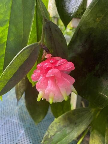 Cavendishia micayensis