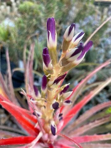 Bromelia laciniosa