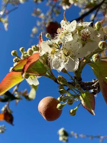 Pyrus pashia