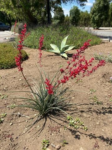 Hesperaloe parviflora [Brakelights] = 'Perpa'