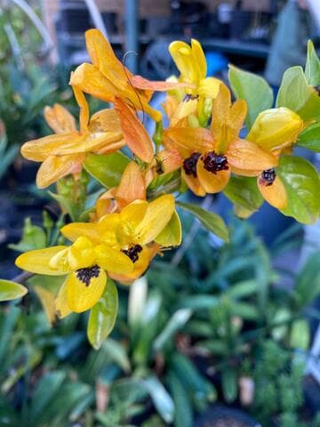 Ruttya fruticosa 'Yellow Dragon'