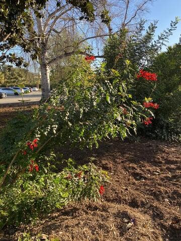 Tecomaria capensis 'Riot Red '