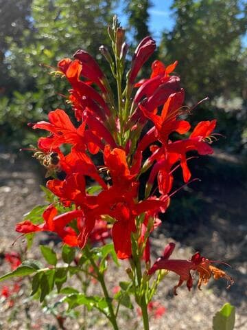 Tecomaria capensis [Cape Town™ Red] = 'DWRE001'