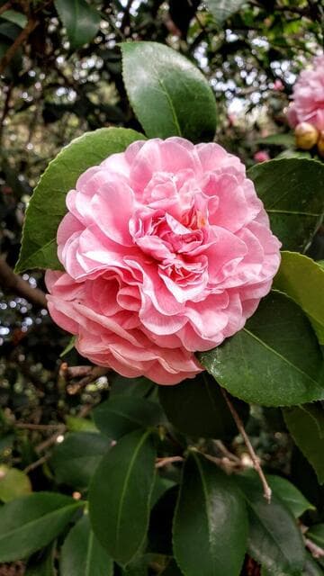 Camellia japonica 'Ave Maria'
