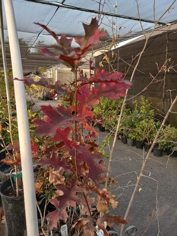 Quercus buckleyi