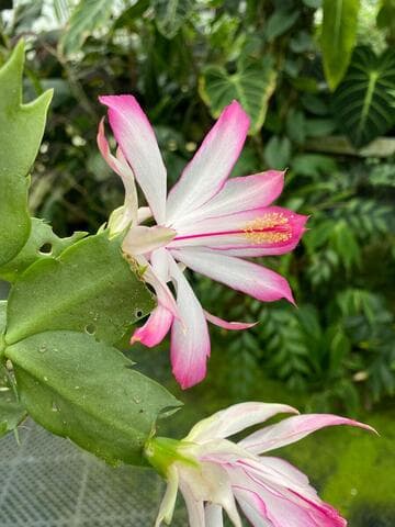 Schlumbergera orssichiana