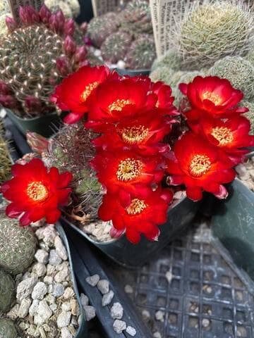 Sulcorebutia frankiana