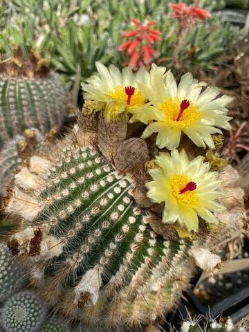 Parodia scopa