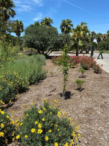 Fraxinus velutina 'Rio Grande'