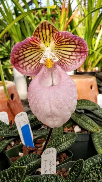 Paphiopedilum micranthum 'DanD' B/CSA