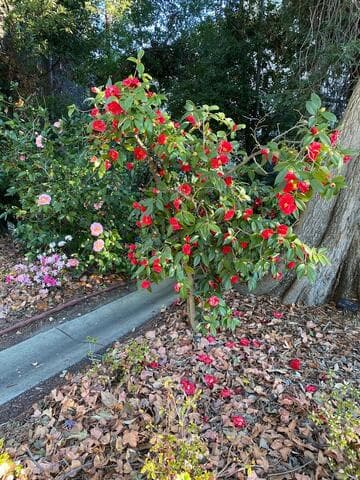 Camellia japonica 'Ville de Nantes'