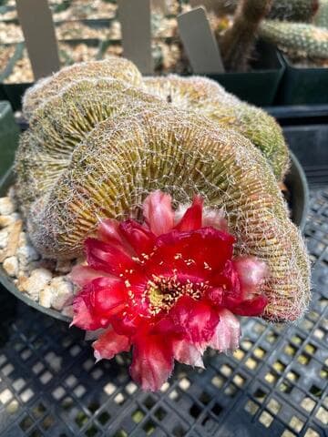 Echinopsis haematantha (crest)