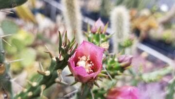 Cylindropuntia x tetracantha