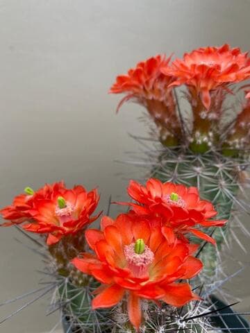 Echinocereus polyacanthus
