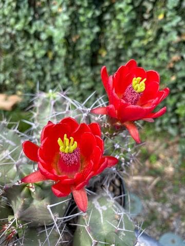 Echinocereus triglochidiatus