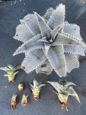 Dyckia marnier-lapostollei var. estevesii