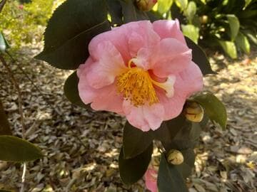 Camellia 'Lila Naff'
