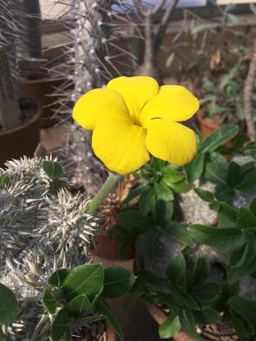 Pachypodium brevicaule