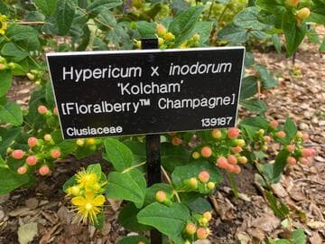 Hypericum x inodorum [Floralberry® Champagne] = 'KOLCHAM'
