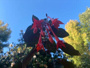 Fuchsia 'Gartenmeister Bonstedt'