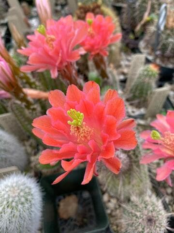 Echinocereus acifer