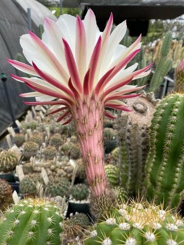 Echinopsis candicans