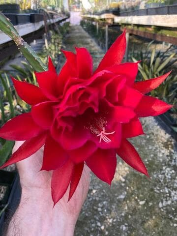 Heliocereus speciosus 'Red Queen'