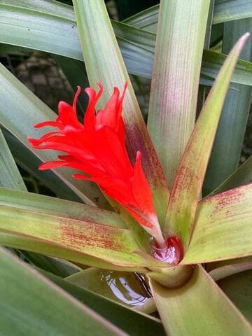 Guzmania sanguinea var. comosa