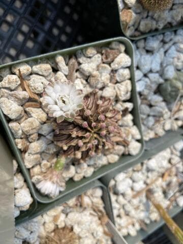 Gymnocalycium stenopleurum