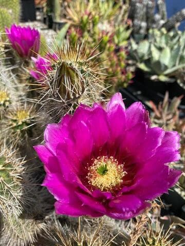 Echinocereus engelmannii