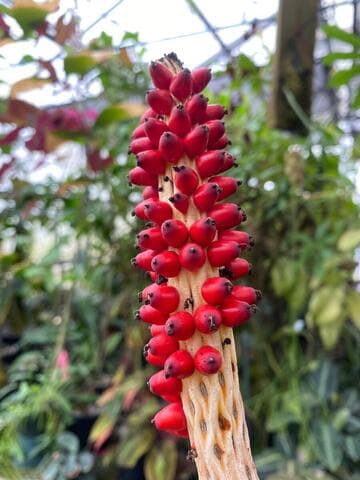 Amorphophallus longispathaceus