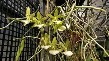 Dendrophylax funalis