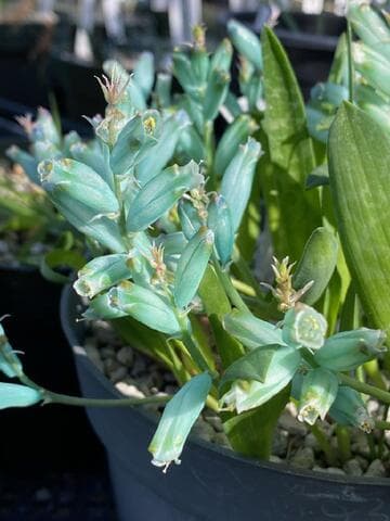 Lachenalia viridiflora