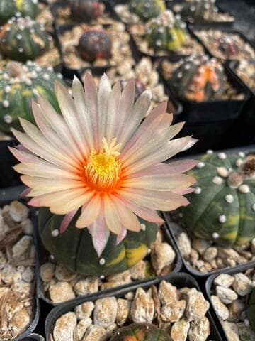 Astrophytum asterias hybrid