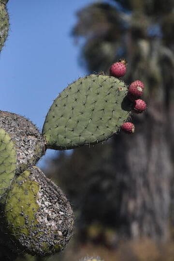 Opuntia streptacantha