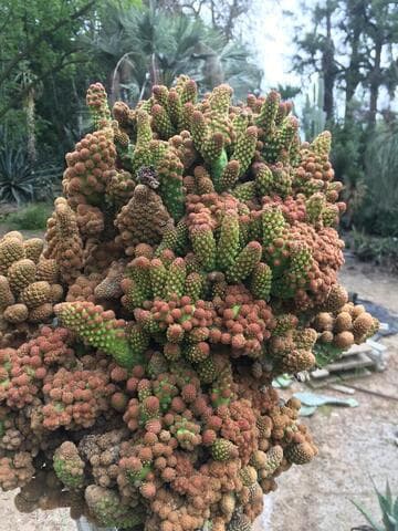Opuntia elatior